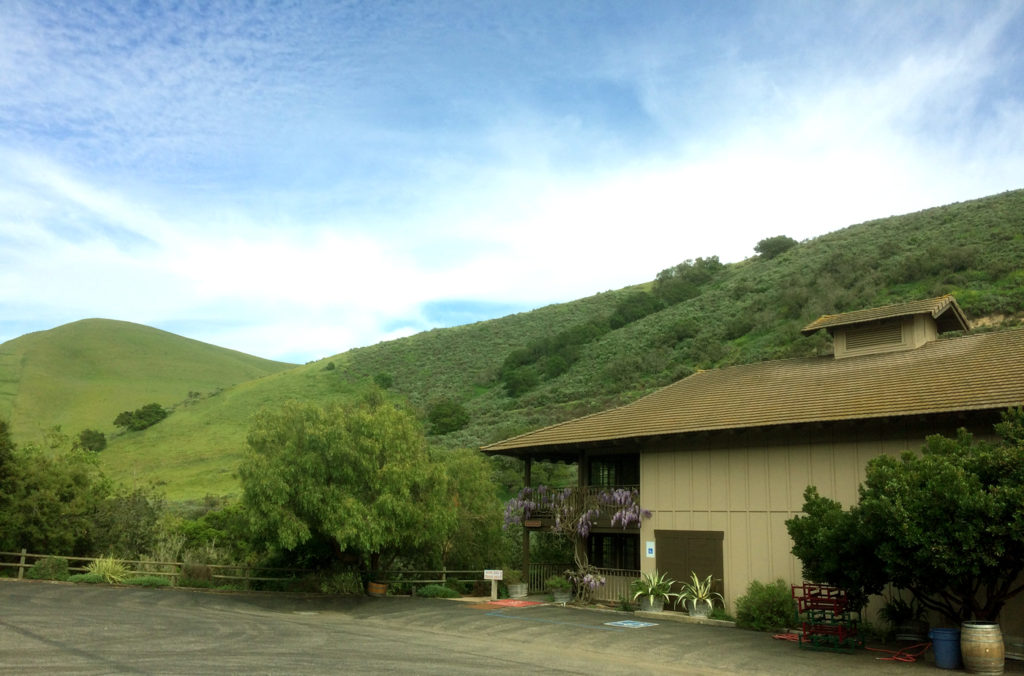 I love the green hills. Here at Kenneth Volk Vineyards.
