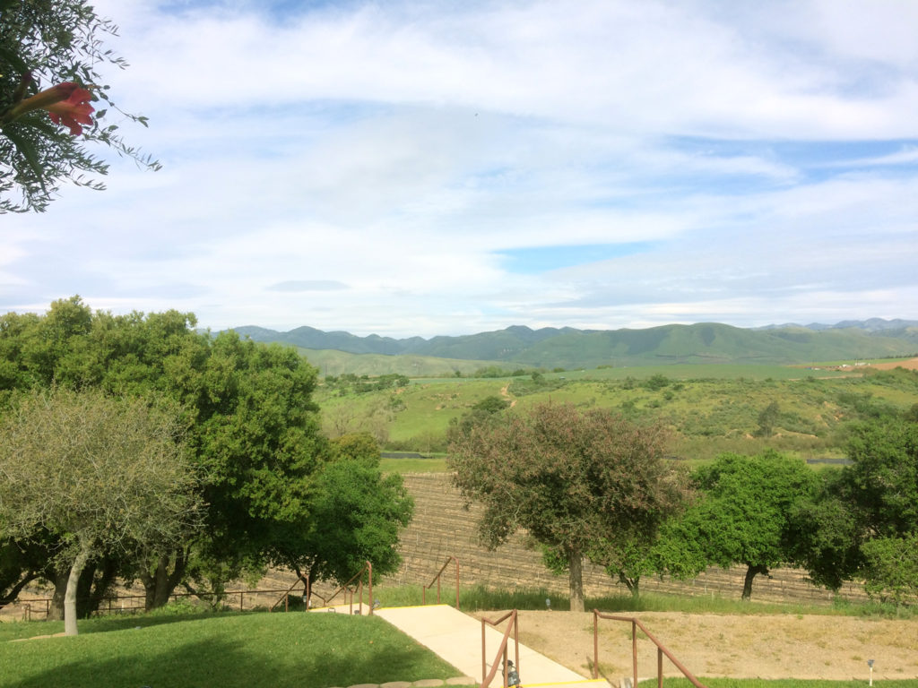 View over Cottonwood Canyon Vineyards.