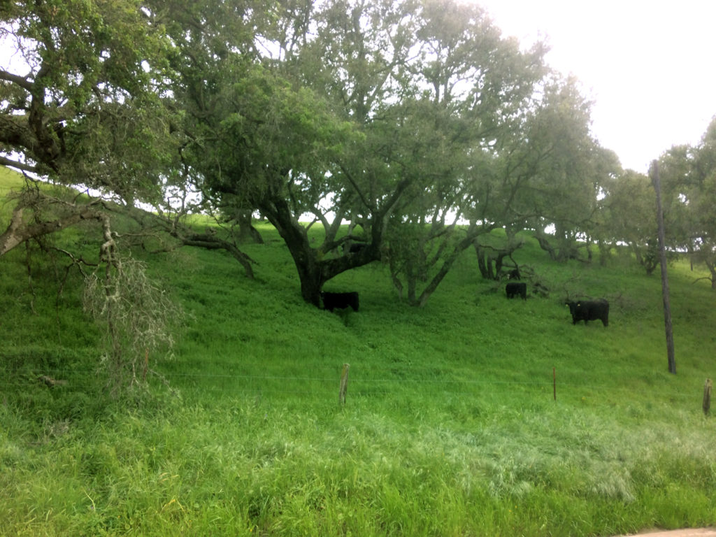 Cows enjoying the beautiful nature.