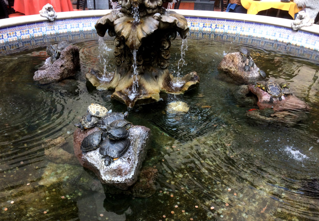 Pond with turtles.